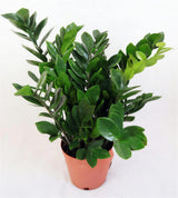 ZZ Plant — main