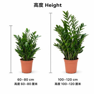 ZZ Plant — size