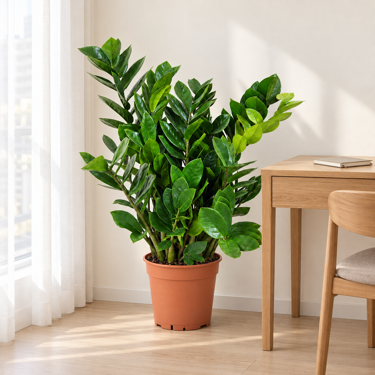 ZZ plant beside a desk in indirect daylight
