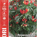 Ornamental Pepper - Royal Seed RYMF341/50 Garden Plus