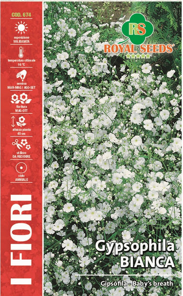 Gypsophlia Bridal Veil - Royal Seed RYMA331/2