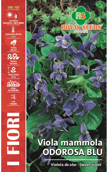 Sweet Violet Queen - Royal Seed RYMF356/1