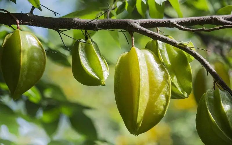 Star Fruit Garden Plus
