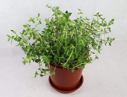 Thyme