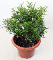 Pistacia weinmannifolia Garden Plus