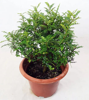 Pistacia weinmannifolia Garden Plus