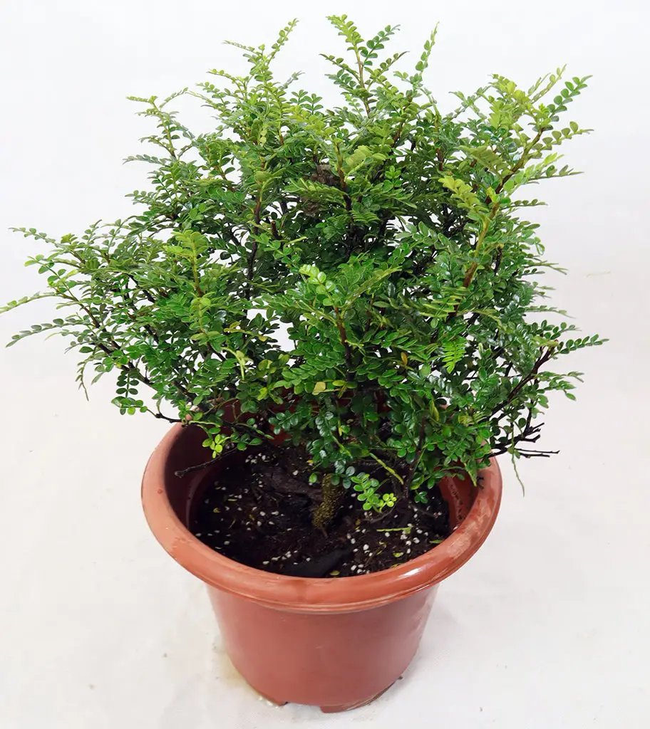 Pistacia weinmannifolia Garden Plus