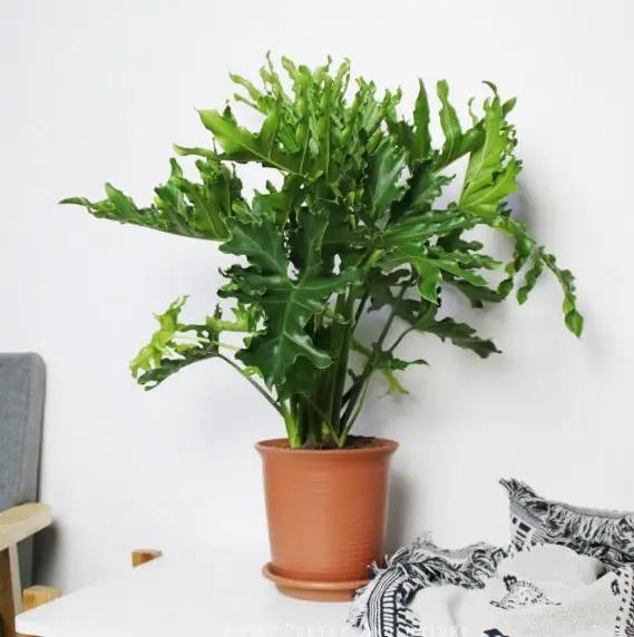 Philodendron bipinnatifidum Garden Plus