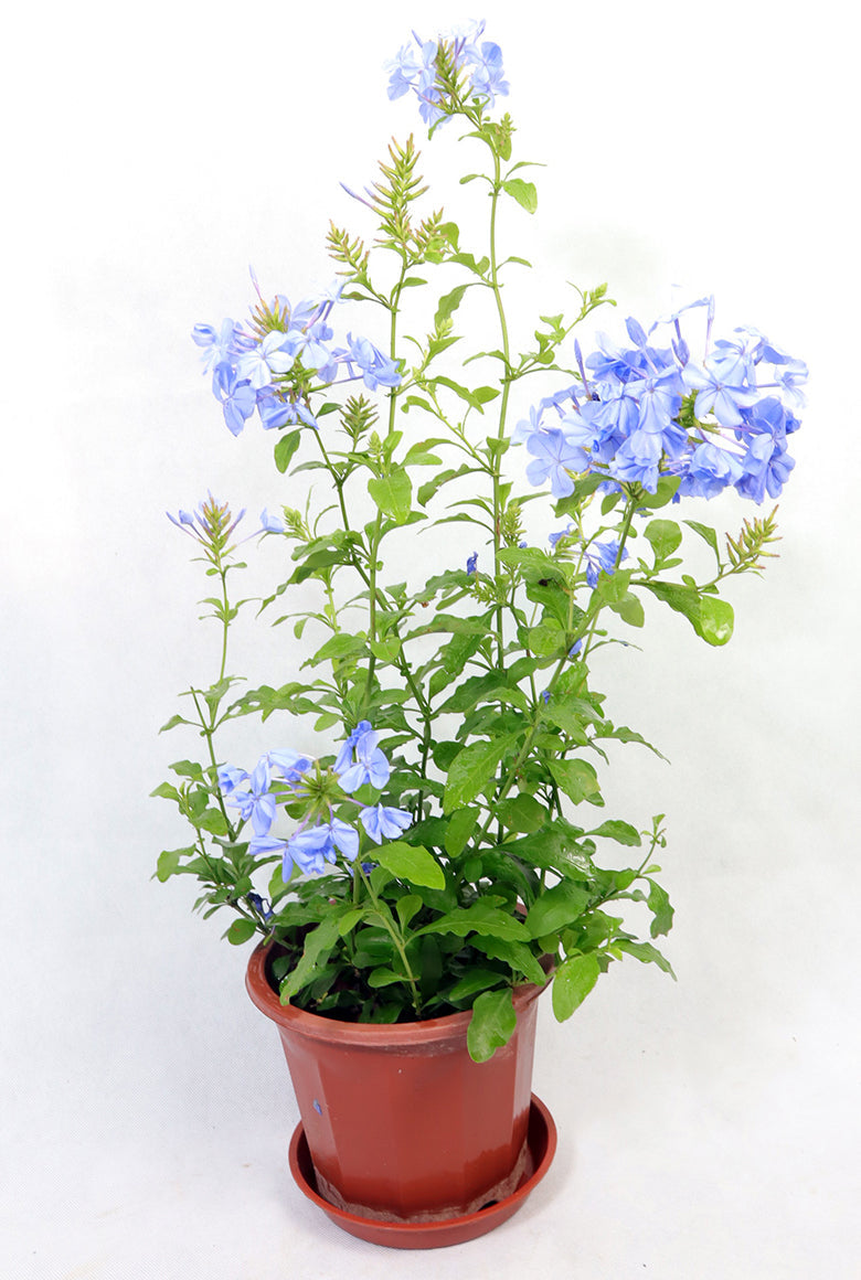 Plumbago Garden Plus