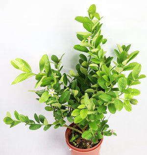 Lemon tree Garden Plus