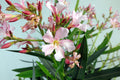 Oleander Garden Plus