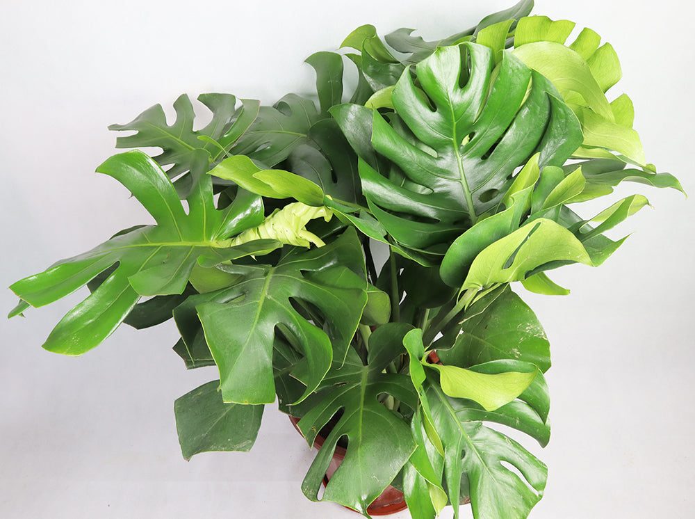 monstera deliciosa 中文 龍骨葉花園Plus – Garden Plus