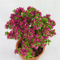 Small Purple Flower Bougainvillea Garden Plus
