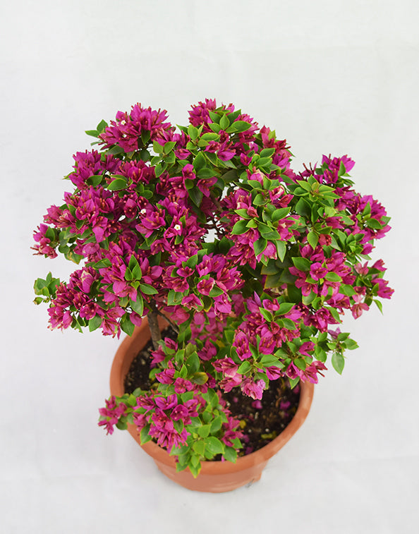 Small Purple Flower Bougainvillea Garden Plus