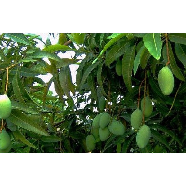 Green mango Garden Plus