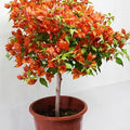 Orange Bougainvillea Garden Plus
