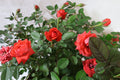 Mini roses Garden Plus