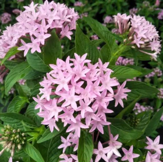 Pentas Garden Plus