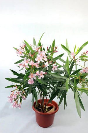 Oleander Garden Plus