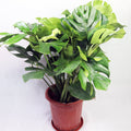 Monstera Deliciosa Garden Plus