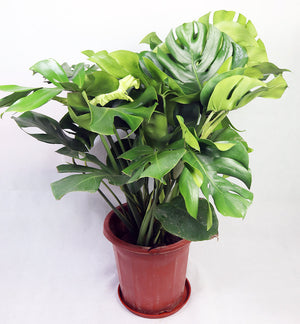 Monstera Deliciosa Garden Plus