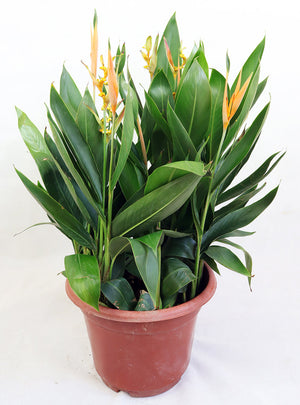 Yellow Heliconia Garden Plus
