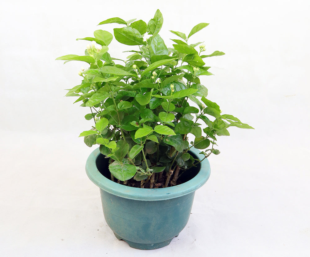 Jasmine
