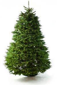 noble-fir---maybe.jpg