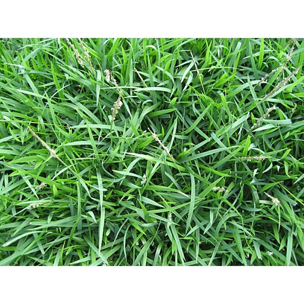 Zoysia grass Garden Plus