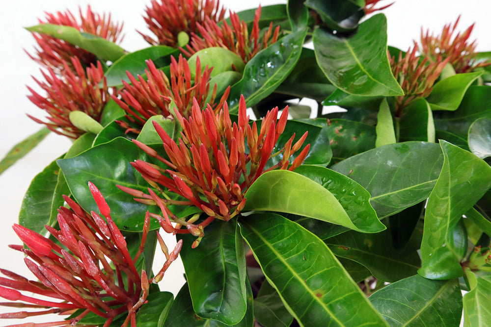 Ixora casei Garden Plus