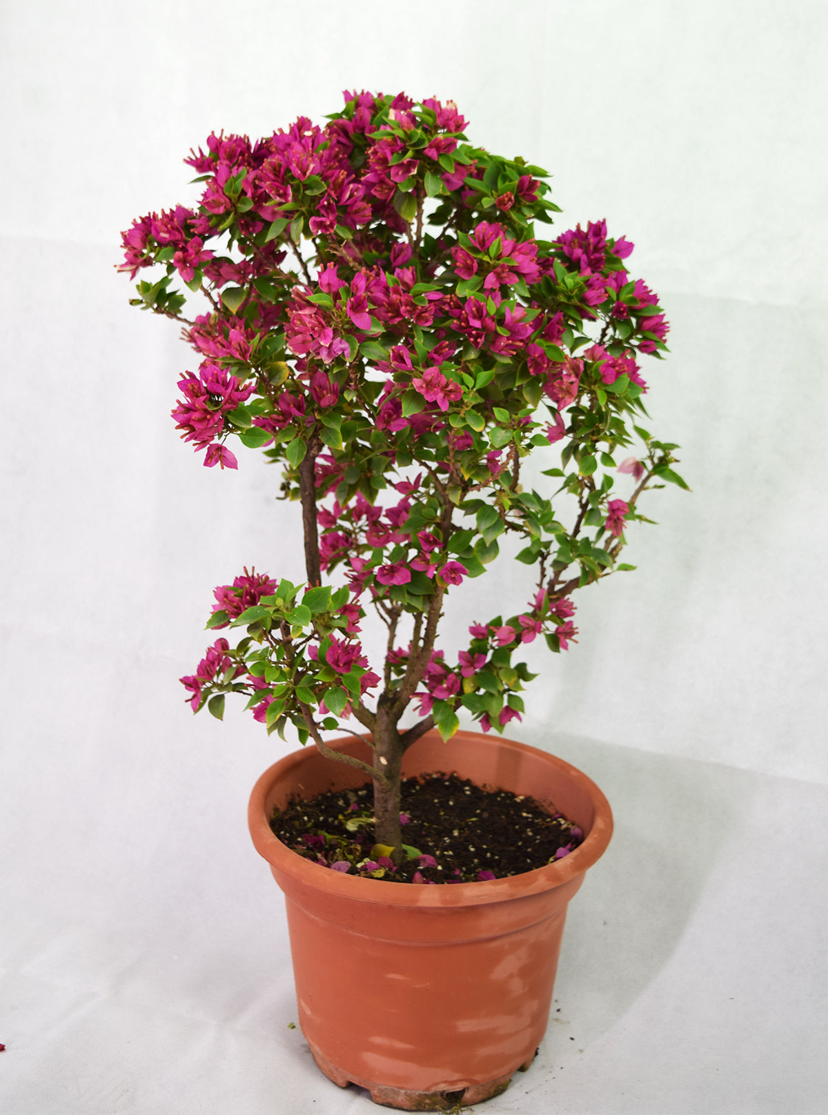 Small Purple Flower Bougainvillea Garden Plus