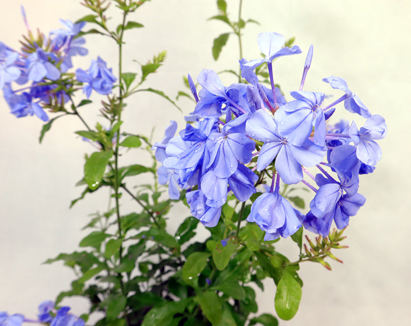 Plumbago Garden Plus