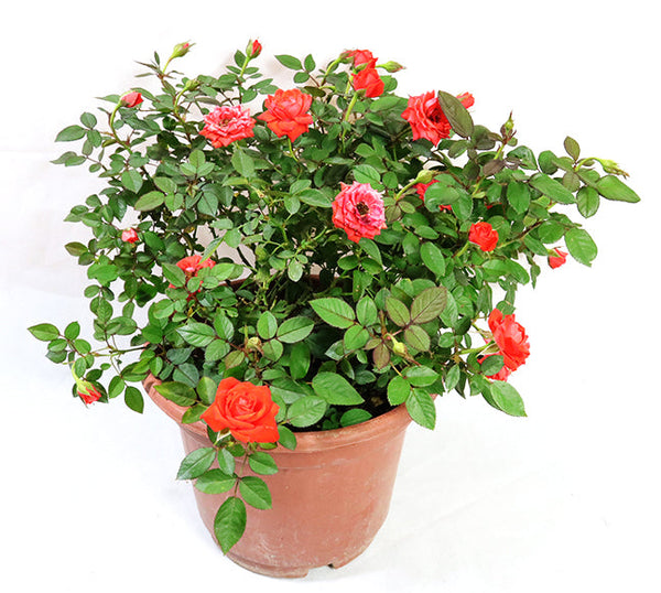 Mini roses
