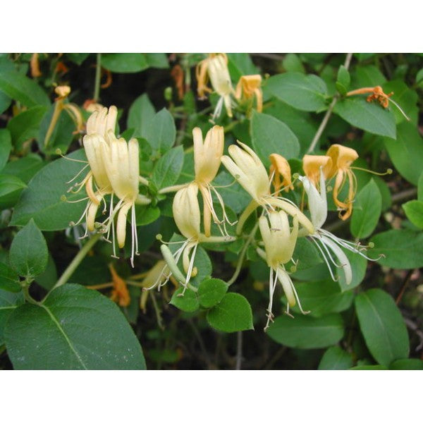 Honeysuckle Garden Plus