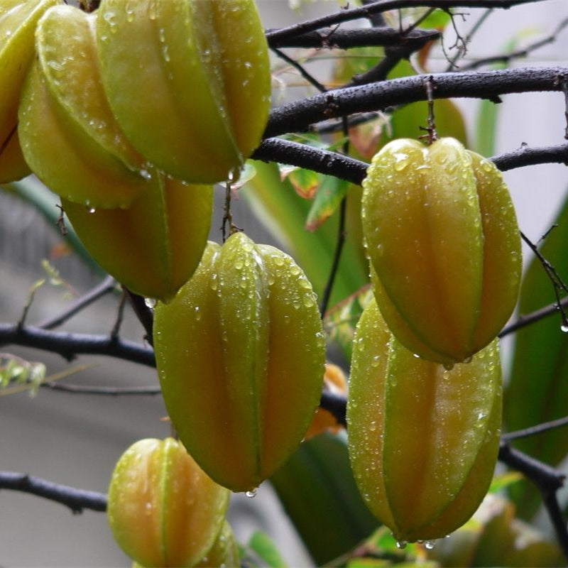 Star Fruit Garden Plus