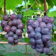 Grape Garden Plus