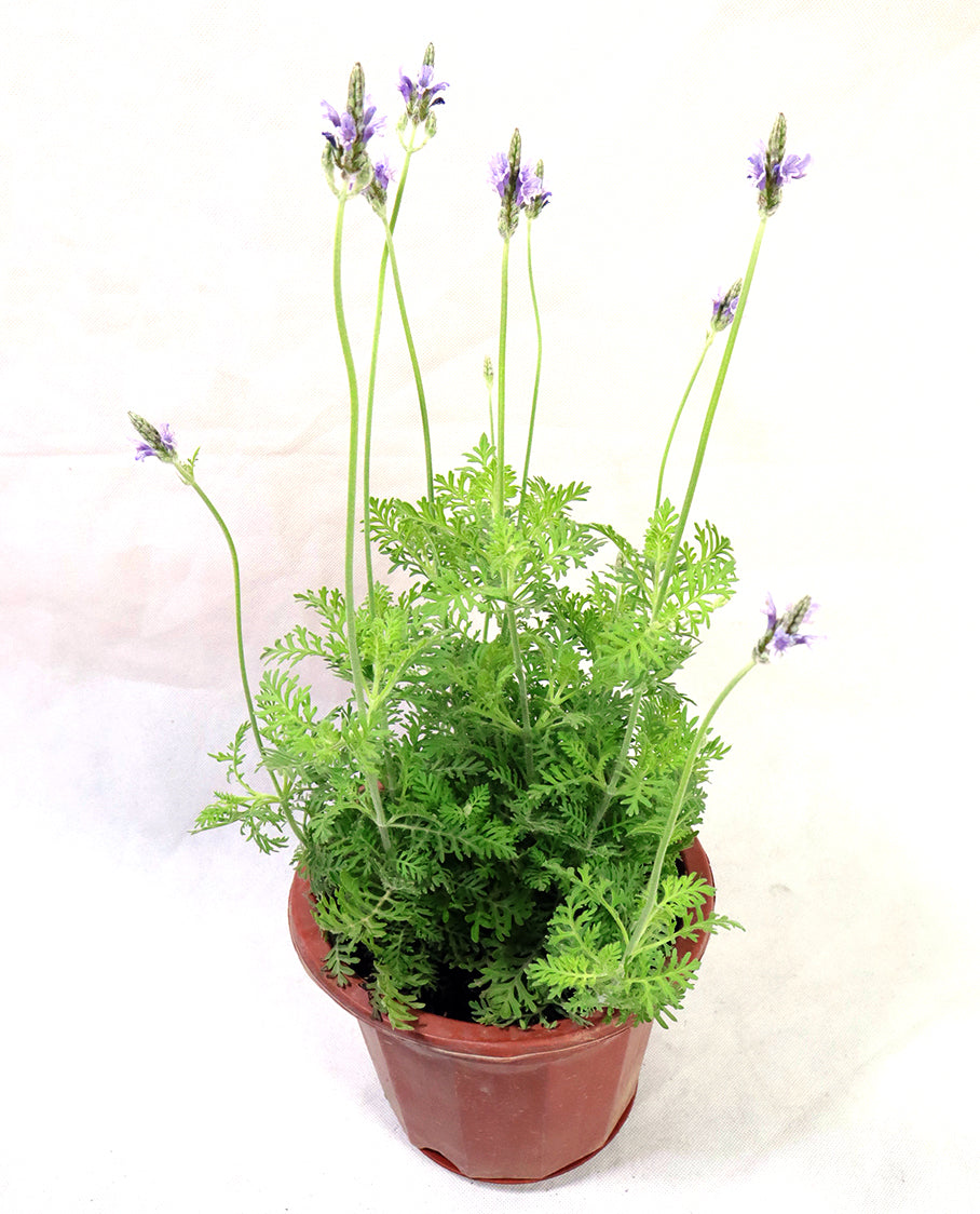 Lavender Pinnata Garden Plus