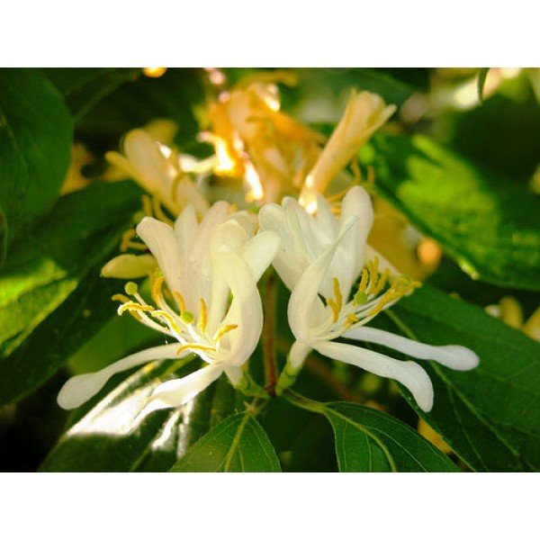 Honeysuckle Garden Plus