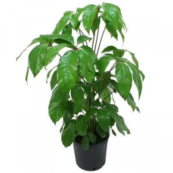 Schefflera-Amate.jpg