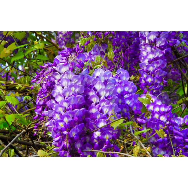 Wisteria Garden Plus