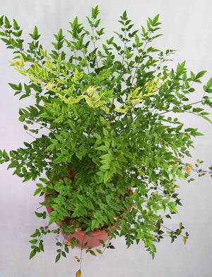 Nandina domestica Garden Plus