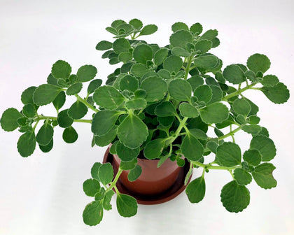 Oregano