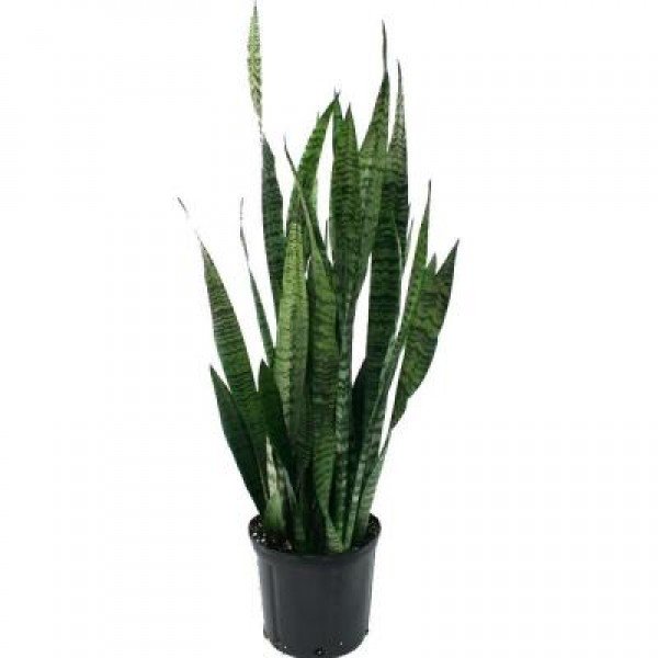 Snake Plant Green Garden Plus