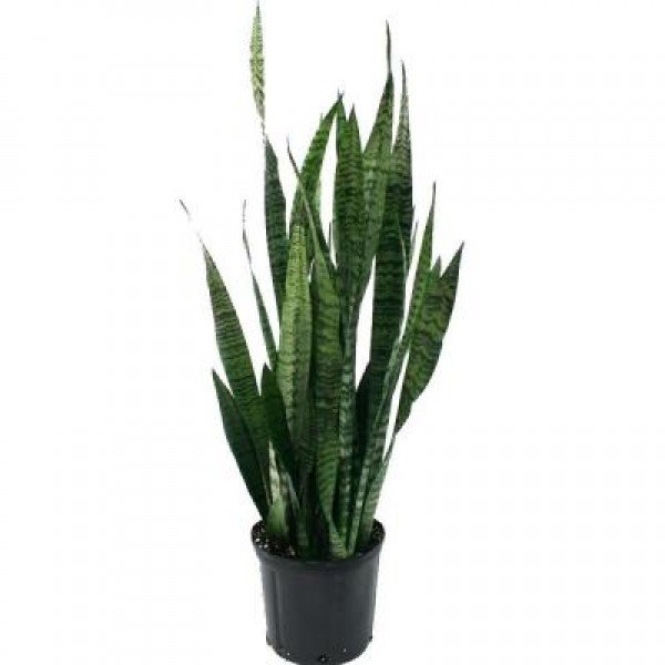 綠葉虎尾蘭（Sansevieria trifasciata Prain var.）