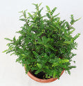 Pistacia weinmannifolia Garden Plus