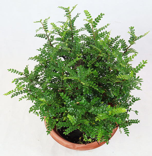 清香木（Pistacia weinmannifolia）