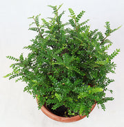 Pistacia weinmannifolia Garden Plus