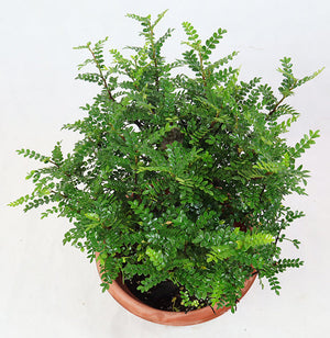 Pistacia weinmannifolia Garden Plus