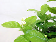 Jasmine Garden Plus