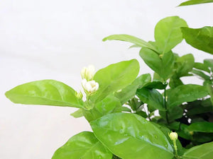 Jasmine Garden Plus